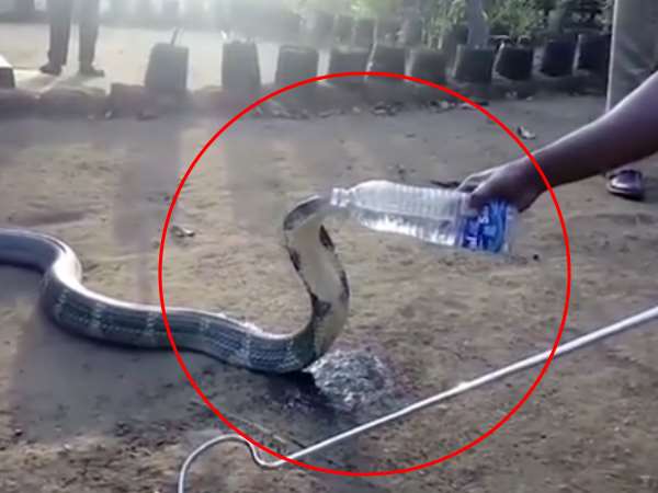 पुलिसवालों ने किंग कोबरा को बोतल से पिलाया, VIDEO हुआ वायरल पुलिसवालों ने किंग कोबरा को बोतल से पिलाया, VIDEO हुआ वायरल