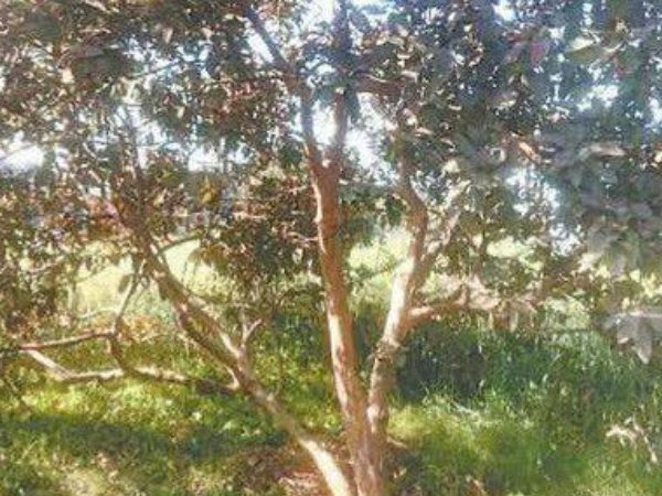 प्रेमी-प्रेमिका का हुआ मर्डर,पोस्टमॉर्टम रिपोर्ट से खुले राज प्रेमी-प्रेमिका का हुआ मर्डर,पोस्टमॉर्टम रिपोर्ट से खुले राज