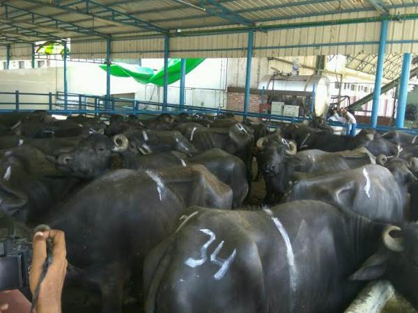 संभल में मीट फैक्ट्रियों पर डीएम की छापेमारी, देखिए हड़कंप की तस्वीरें