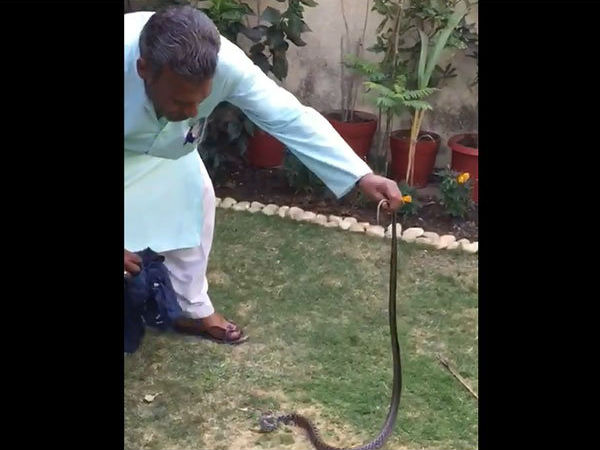 Snake rare species found, change color like chameleon, watch video Snake rare species found, change color like chameleon, watch video