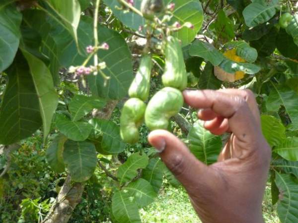 कैसे शुरू हुई काजू की खेती?