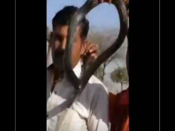  कोबरा के साथ कर रहा था स्टंट