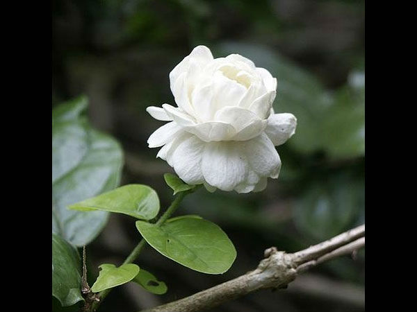 बेला-चमेली