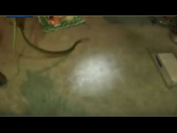  फ्रिज में था सांप