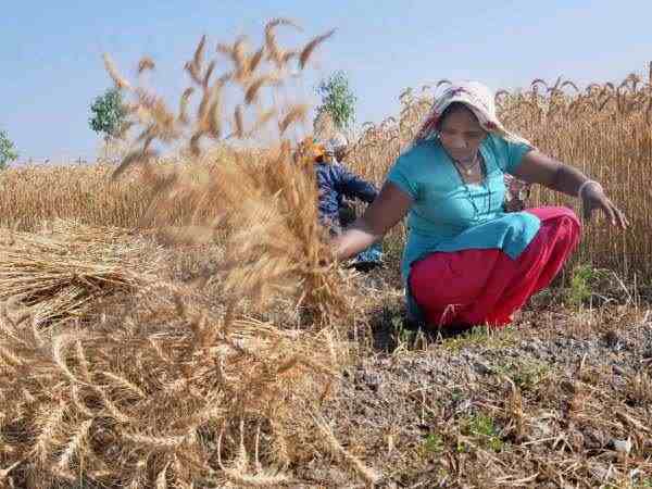 9- सरकार 80 लाख मीट्रिक टन गेंहू खरीदेगी 9- सरकार 80 लाख मीट्रिक टन गेंहू खरीदेगी