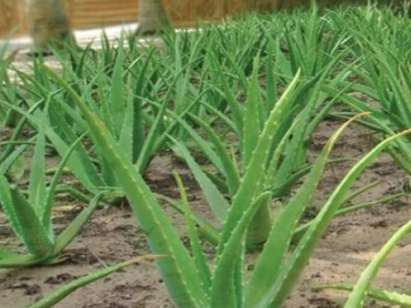 गुलदस्तों में रोज ताजे फूल लगाएं 