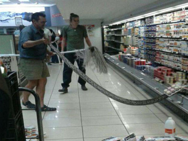  OMG!12 feet paython found in the fridge of a supermarket