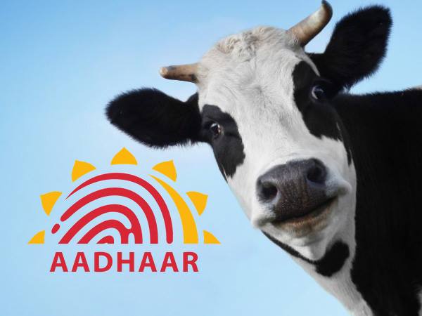 केंद्र सरकार गायों को आधार जैसी आईडी देने कर रही है काम