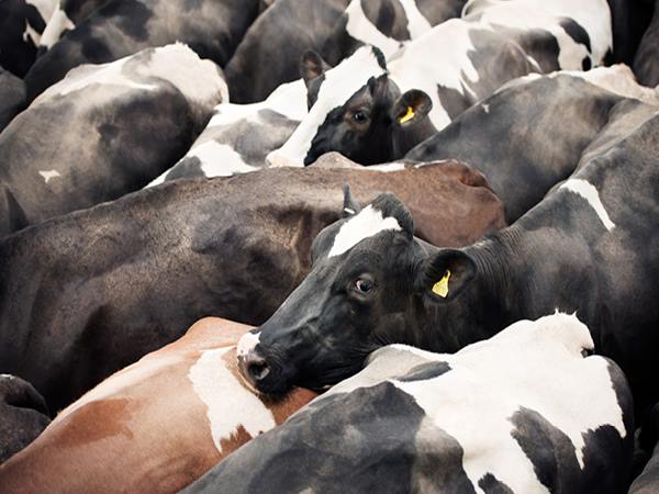 8 जिलों में काम शुरु