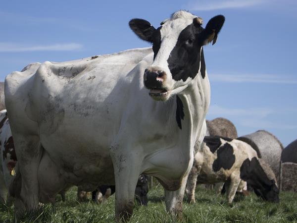 पिछले साल हुई थी शुरुआत