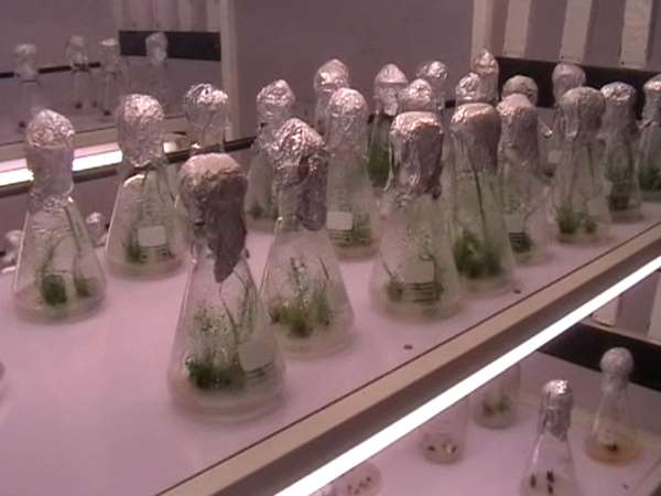 गन्ना शोध संस्थान में कैसे होगा रिसर्च?