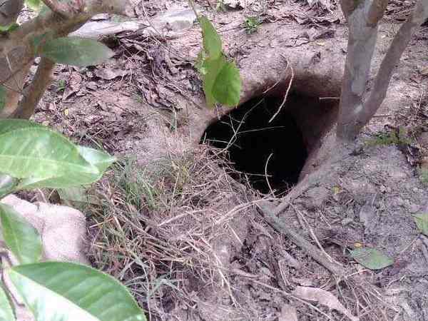 बीएसएफ इस सुरंग की खोज को मान रहा उपलब्धि