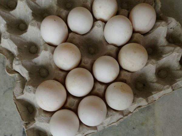 कोलकाता में बेचा जा रहा था 'आर्टिफिशियल अंडा', बेचने वाला हुआ गिरफ्तार 