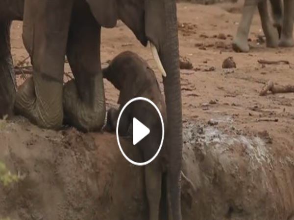 देखिए वीडियो कैसे एक हथिनी ने अपने बच्चे को बचाया, मिट्टी में गया था फंस देखिए वीडियो कैसे एक हथिनी ने अपने बच्चे को बचाया, मिट्टी में गया था फंस