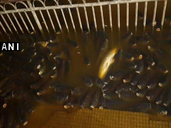 Hundreds of fish found dead in Rewalsar lake in Mandi district of Himachal Pradesh.