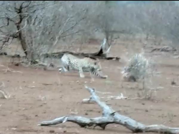 वीडियो: जब शाही को खाने दौड़ा तेंदुआ पलटवार से हुआ बेहाल वीडियो: जब शाही को खाने दौड़ा तेंदुआ पलटवार से हुआ बेहाल