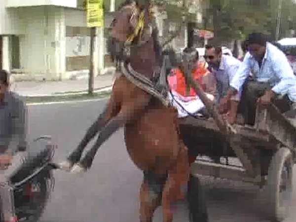 मोदी के आह्वान पर भाजपा नेता चढ़े तांगे पर,घोड़ा जवाब दे गया