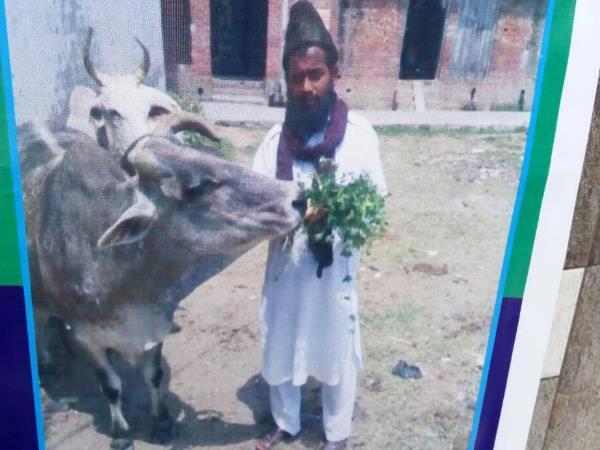 मोहम्मद पहले ही दिखा चुका है गाय प्रेम