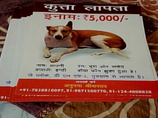 कई दिनों से लापता है ब्राउनी कई दिनों से लापता है ब्राउनी