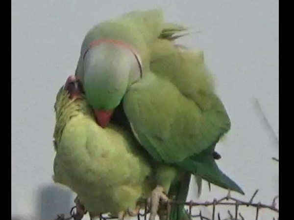 चारा-पानी का प्रबंध करें