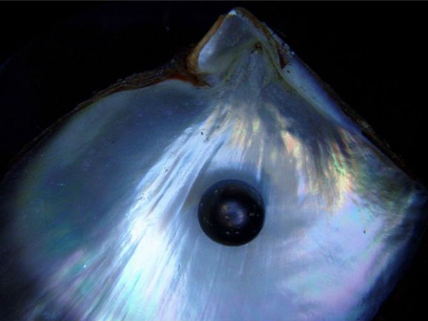 माणिक्य धारण करना लाभप्रद नहीं माणिक्य धारण करना लाभप्रद नहीं