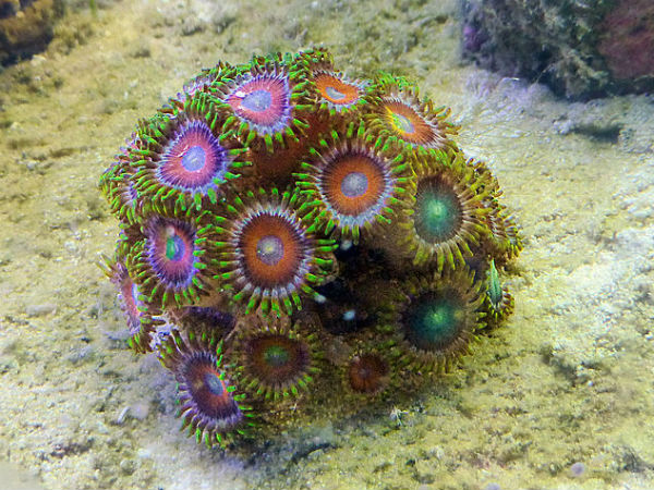 नुकसान नुकसान