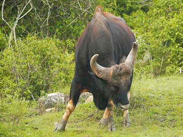 बैल की फोटो लेने आए पत्रकार की मौत बैल की फोटो लेने आए पत्रकार की मौत