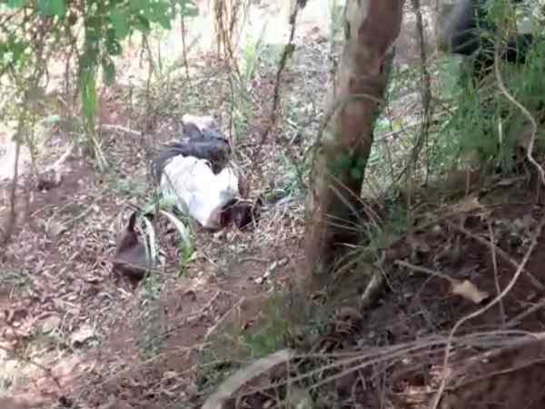 बेकाबू बैल हुआ हत्यारा, बाहर निकाल दी आंत बेकाबू बैल हुआ हत्यारा, बाहर निकाल दी आंत