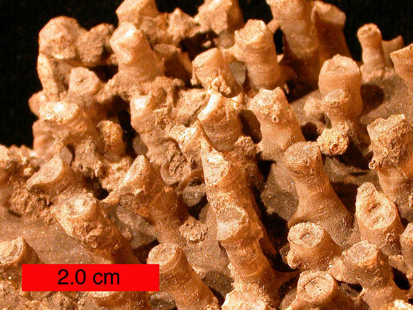 किसी बच्चे को आलस्य बहुत सता रहा है तो... किसी बच्चे को आलस्य बहुत सता रहा है तो...