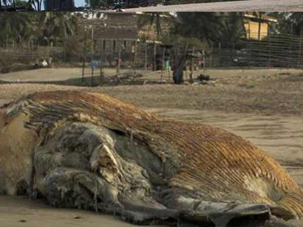 मछली के शरीर के ह‍िस्‍से क‍िए गए दफन 