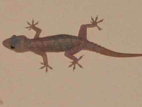 अब देखते हैं नुकसान क्या