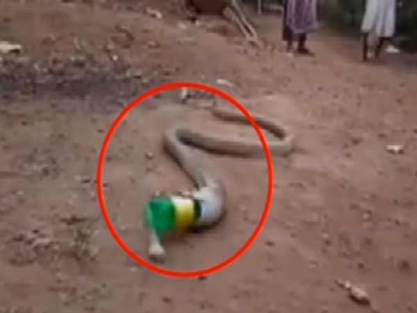  सांप ने निकला प्लास्टिक बोतल