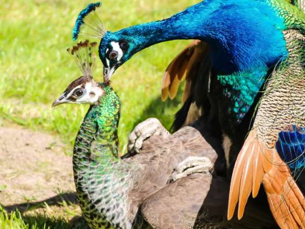 जज की बात पर विशेषज्ञ हतप्रभ