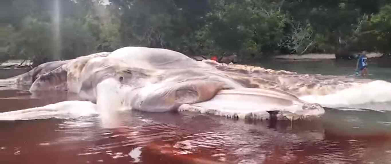 इंडोनेशिया के सेरम आइलैंड पर दिखा भीमकाय जीव, कभी देखा है आपने?