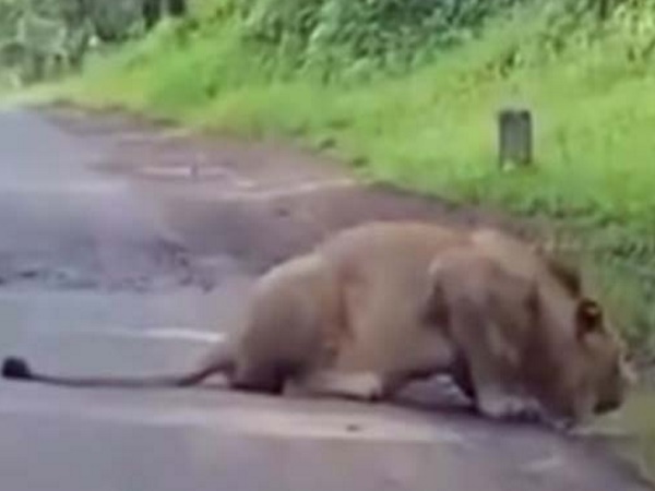 Video:जब सड़क पर मोटरसाइकिल सावर लोगों का बब्बर शेर से हुआ सामना Video:जब सड़क पर मोटरसाइकिल सावर लोगों का बब्बर शेर से हुआ सामना