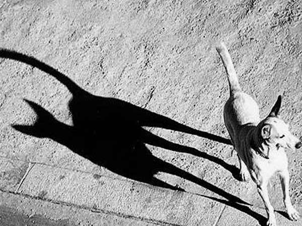 परछाई भी कुछ बोलती है