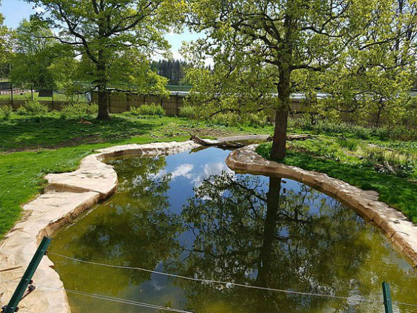  Can You find Out two 10 ft tiger hiding in plain sight in a safari park?