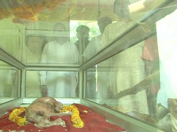 इंसान जैसे दिखने वाले बछड़े की मौत 