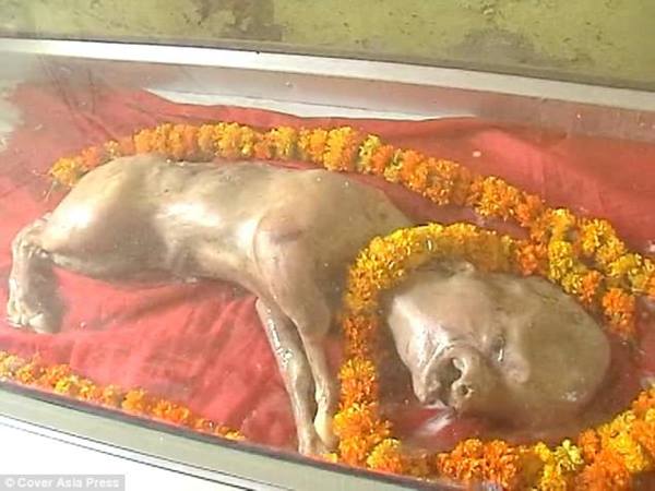 इंसान जैसा दिखने वाला बछड़ा