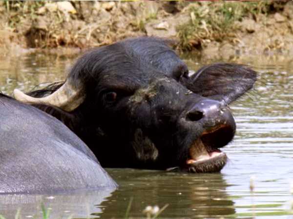 गांव के बाहर तालाब पर भैंस नहलाने गई बच्चियां गांव के बाहर तालाब पर भैंस नहलाने गई बच्चियां