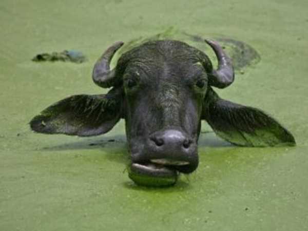 भैंस की आवाज सुनकर जुटे लोग भैंस की आवाज सुनकर जुटे लोग