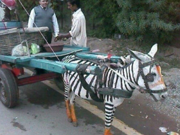 जेब्रा को घर में पालने का बेहतरीन आइडिया