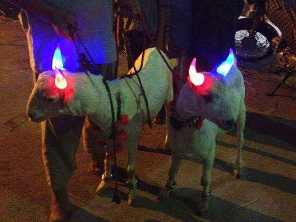 पाकिस्तानी ट्रांसजेंडर बकरे