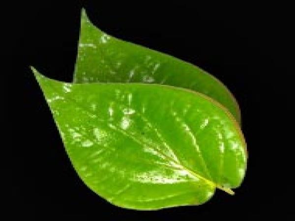 आइये देखते हैं-