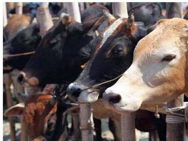 2000 लोग खाएंगे बीफ, पिएंगे शराब