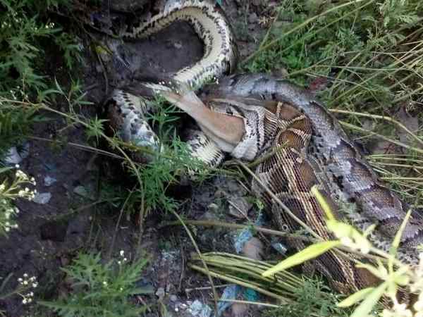 लोगों ने की सियार को बचाने की कोशिश