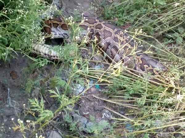 अजगर के शिकंजे में फंसा सियार