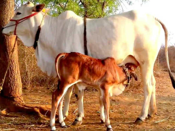 गौमाता क्रोध की भागी बनीं गौमाता क्रोध की भागी बनीं