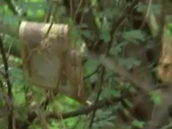  पेड़ से लटके मिले लाखों रुपए