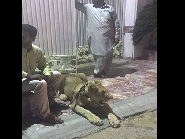  शेर को कुत्ते की तरह घुमा रहा था शख्स